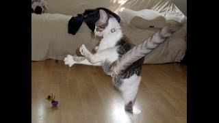 Животные и приколы с ними, юмор, видео, +100500 Животные и приколы с ними, юмор, видео, +100500
