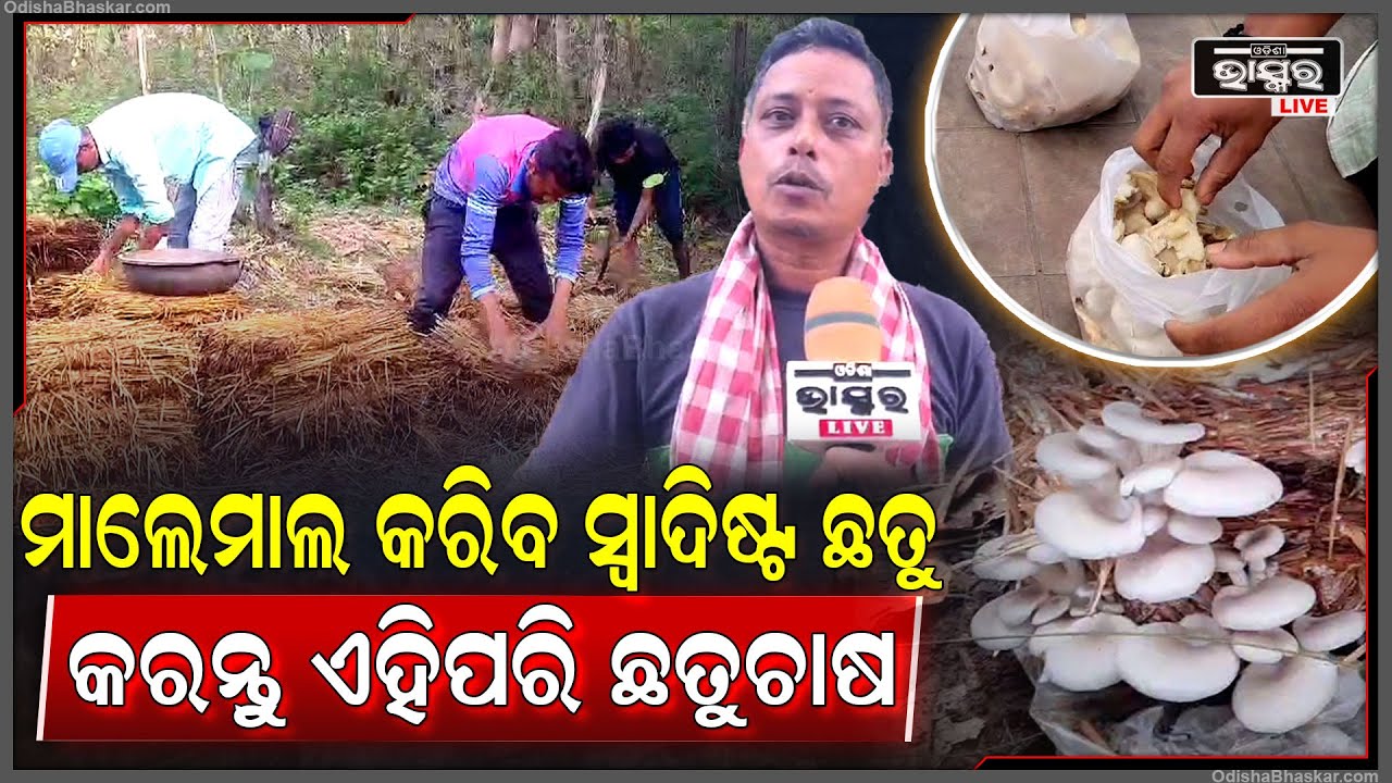 ଏହି ଗ୍ରାମ ପାଲଟିଛି ଛତୁ ଚାଷୀଙ୍କ ଏନ୍ତୁଡିଶାଳ...ଯେଉଁ ଛତୁର ରାଜ୍ୟରେ ରହିଛି ସ୍ୱତନ୍ତ୍ର ସ୍ଥାନ Mushroom Farming