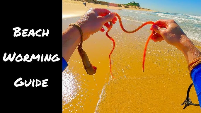 HOW TO CATCH BEACH WORMS  The secret to catching & storing worms
