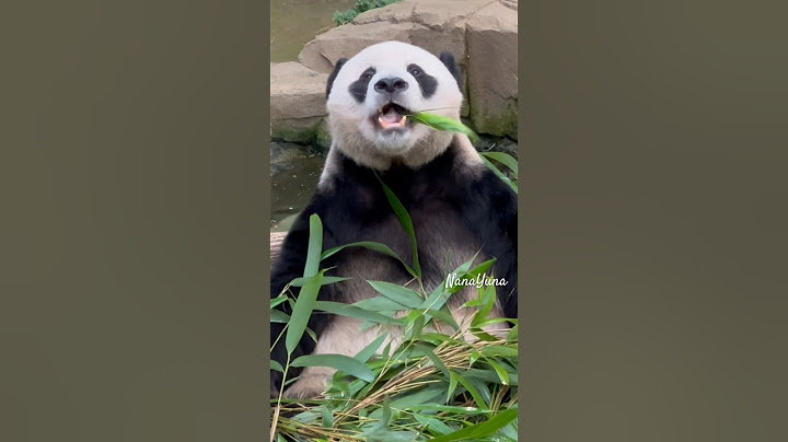 7.15 동글동글 귀여워 미치겠송 #러바오#푸바오아빠#Lebao#panda
