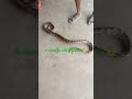 4 months old python