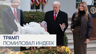 Как Трамп помиловал индеек о демократов в День благодарения