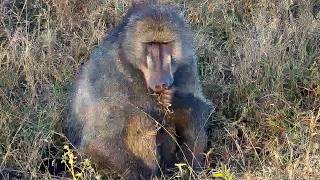 Baboons at Djuma Cam. Big Male barks to the troop right next to the camera tree!  22/6/26