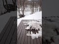 Rain rain go away! Don’t panic, lots of snow in the forecast. #niseko #reallife #santabringsnow