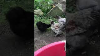 Celebrity Nervous Black silkie hen runs to gray Silkie rooster for safety; making Easter Egger hens “jumpy.” Net Worth