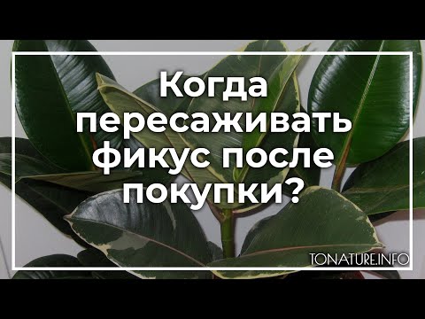 Когда пересаживать фикус после покупки? | toNature.Info