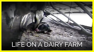 The Life of a Cow (on a Dairy Farm)