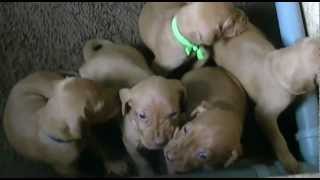 Actieve Vizsla pups