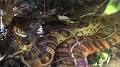Video for فالووربالا?q=Anaconda in Amazon forest photos