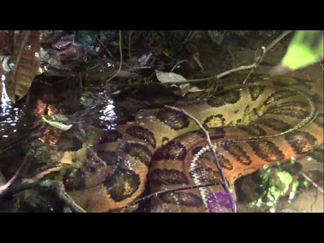 Giant Anaconda In The Amazon Rainforest Close Encounter Youtube