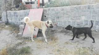 Kurtçul Köpeği̇mi̇z Duman Kendi̇ni̇ Aynada Görürse