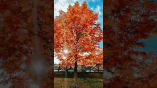 Harika Renklere Bürünen Ağaç