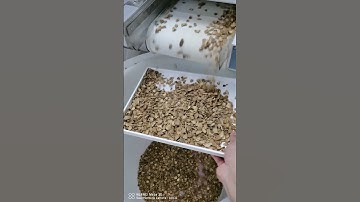 AMD InGaAs Sorting Machine to Separate Almond Kernel and Shell  #machine #colorsorter #sorting
