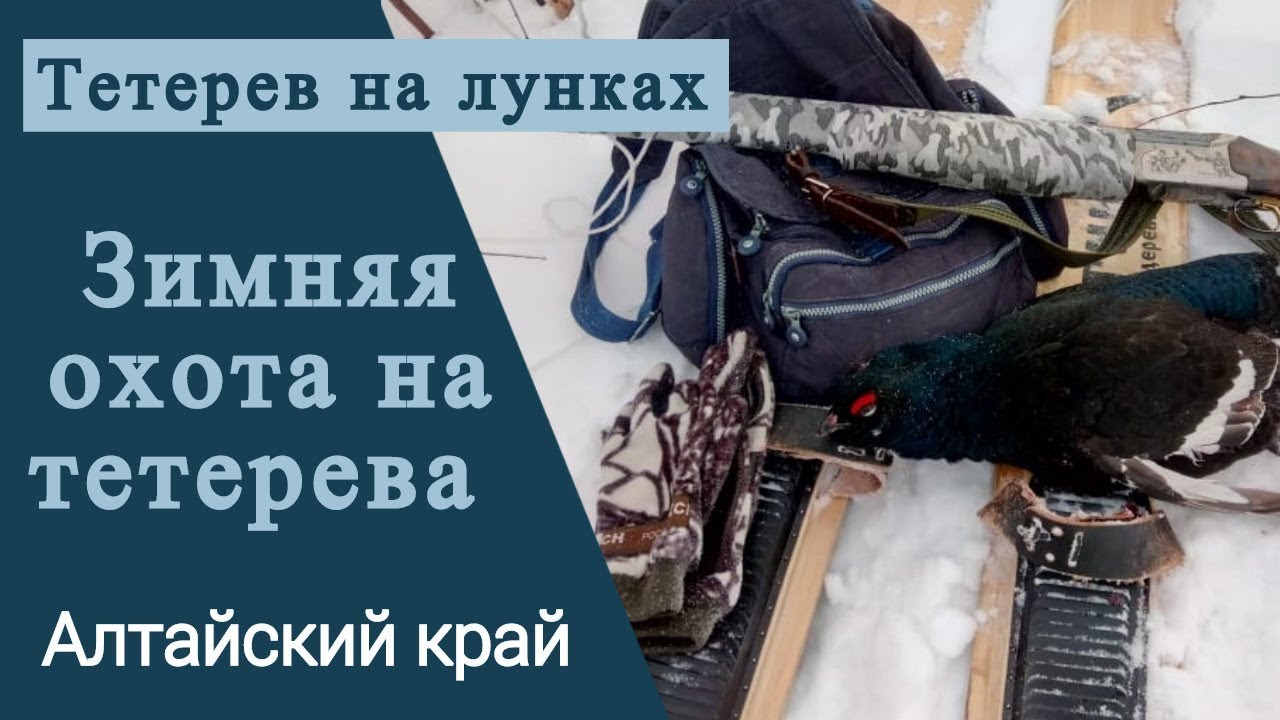 Зимняя охота на тетерева . Тетерев на лунках