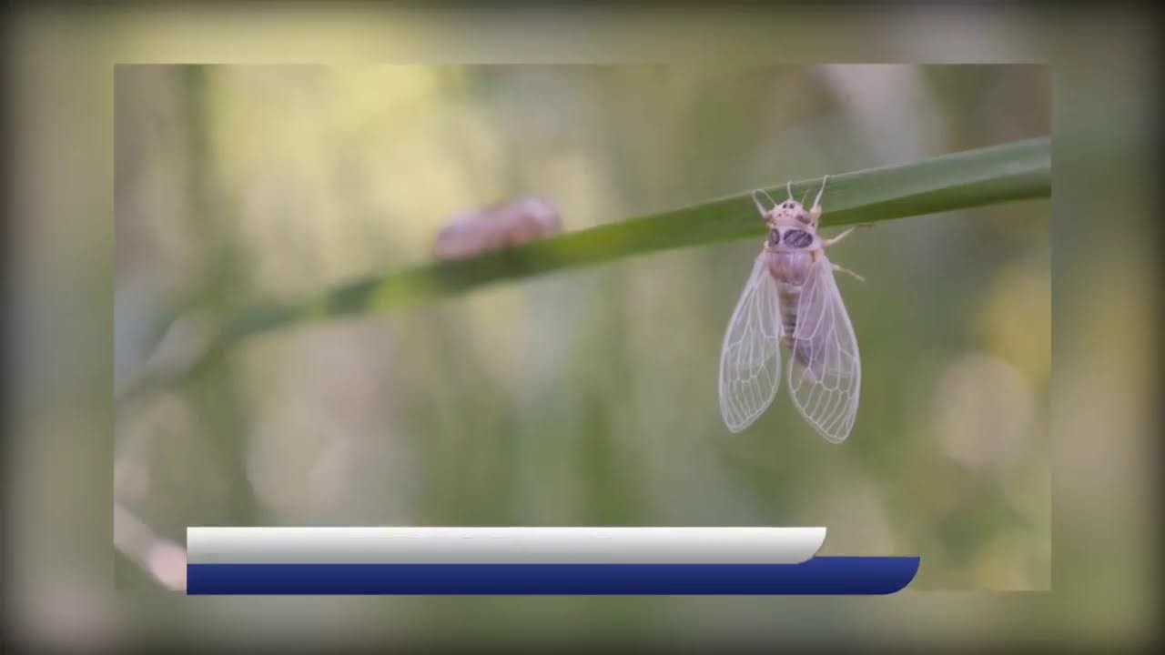 Noticiero Hechos en Vivo
