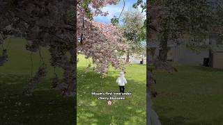 🌸 ✨ #fyp #cherry #blossom #cutemoment #happybaby #mygirl #uk #flowers