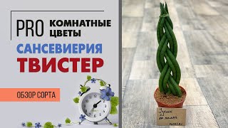 Сансевиерия Твистер - зеленая коса на подоконнике | Разновидность сансевиериии цилиндрики