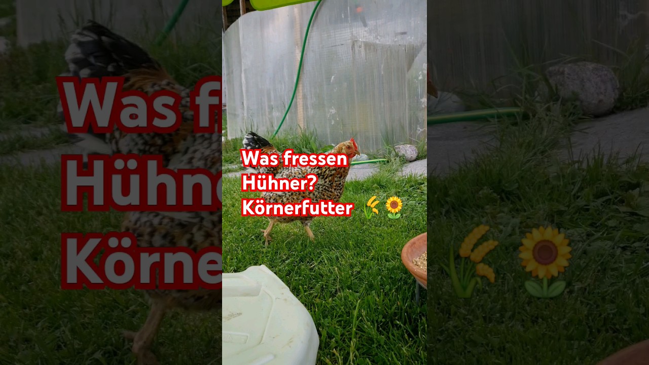 Was fressen Hühner? Körnerfutter 🌾🌻