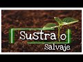 SUSTRATO PARA CACTUS Y SUCULENTAS DE MANERA SALVAJE | SUBSTRATE FOR CACTUS AND SUCCULENTS