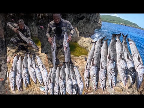 7 HUGE !!!! Barracudas Speared Today Barra Fi Days / Learn How To Spear Barracudas While Having Fun