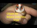 Chant Chardonneret DZ De bejaia viouviou Vree تغريد حسون بجاية الاصلي