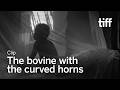 THE BOVINE WITH THE CURVED HORNS Clip | TIFF 2026