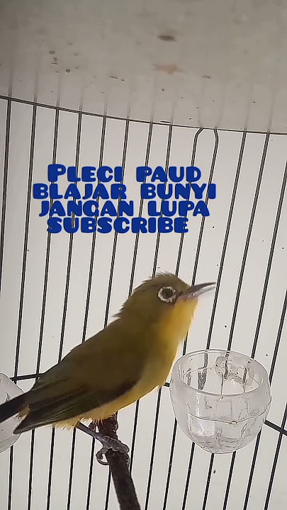 pleci paud Banyuwangi belajar bunyi #kicaumania #plecibuxtoni #plecibukparedan #pleci