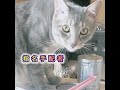「【飼い主がいない間にグルメ探求中‼️】ニャンとも喰いしん坊は誰だ?」