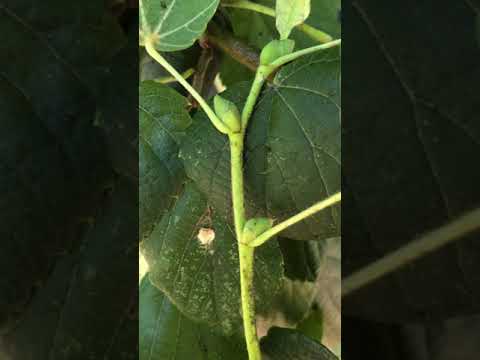 Video: Syzygium Von Pondoland