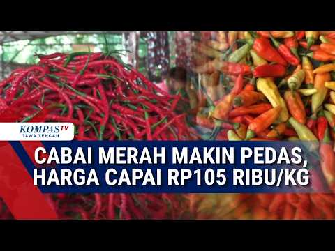 "Makin Pedas" Harga Cabai Merah Tembus Rp 105 Ribu/Kg