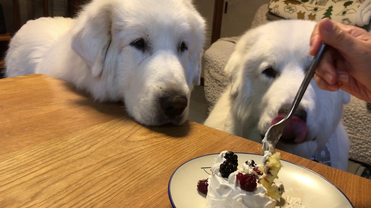 Image result for 犬 Great Pyrenees ケーキを食べる