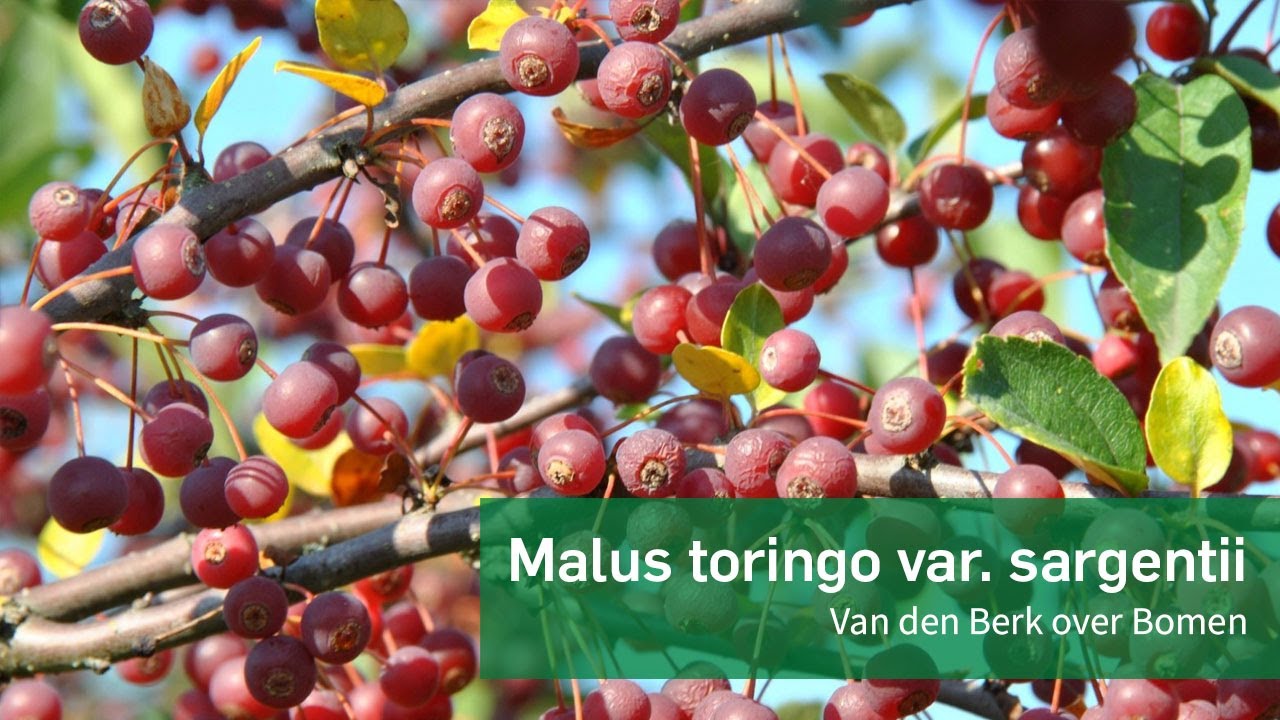 Malus toringo var sargentii - Van den Berk over Bomen - YouTube