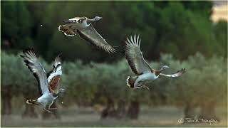 Great Bustards