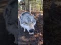 WATCH: Terrified Wolf Strikes Back After Getting Too Close! 😱🐺🚫