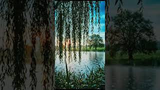 Willow Trees in Rain Ambience 🌧️ Relaxing Nature Sounds for Sleep, Study &amp; Meditation