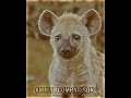 Spotted hyena vs gray wolf shortw wildlife animals edit