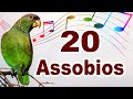 3 horas cantos para ensinar papagaio - Treinamento de canto para papagaio