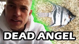 DEAD FISH! Maya's Angel fish died