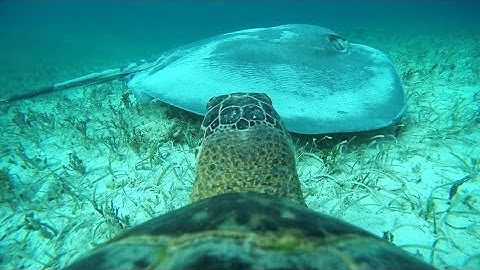 TurtleCam #1 - Through A Sea Turtle