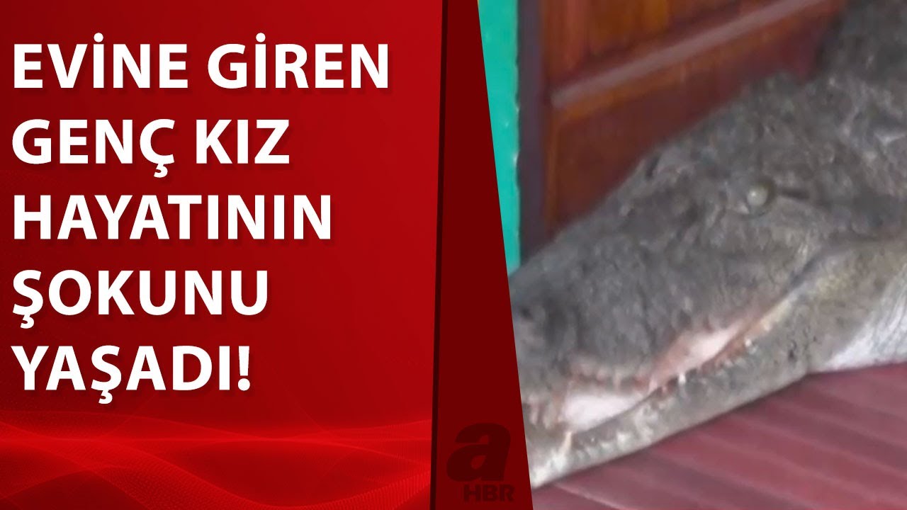 Eve giren 9 metrelik timsah paniğe neden oldu! - YouTube