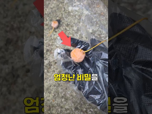 냄새만 맡았지 이런 건 몰랐음