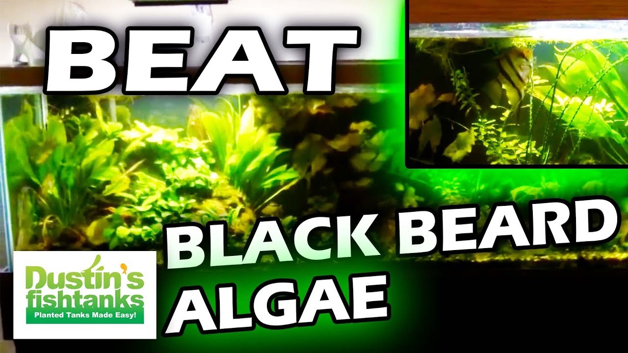 Black Beard Algae In Aquarium Causes Treatment Removal [ 720 x 1280 Pixel ]