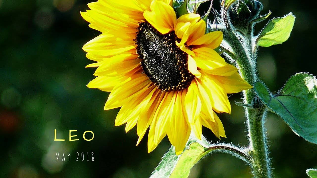 There's a new (better) person for you, LEO. May 2018