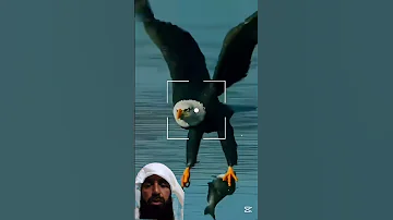 Surah Lkhlas Egzonibrahimi Birds Bueatiful Birds Shortvideo 