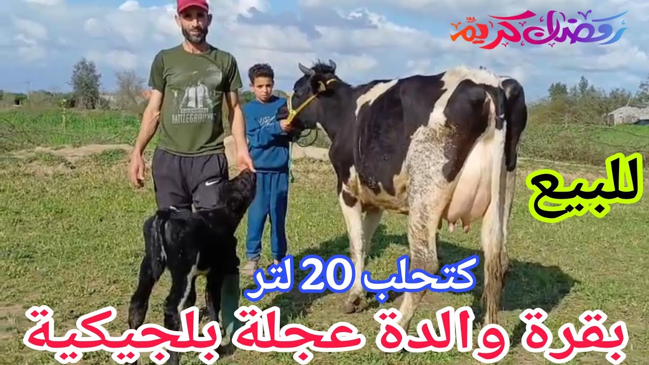 تباااارك الله 💫بقرة والدة عجلة بلجيكية 🌟إتصل 06.15.86.28.07📞 ألو سي واليد نواحي الغرب🇲🇦 