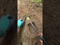 #Growing vegetable plants in #vegetableshort#