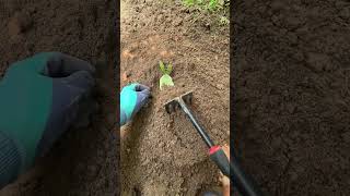 #Growing vegetable plants in #vegetableshort#