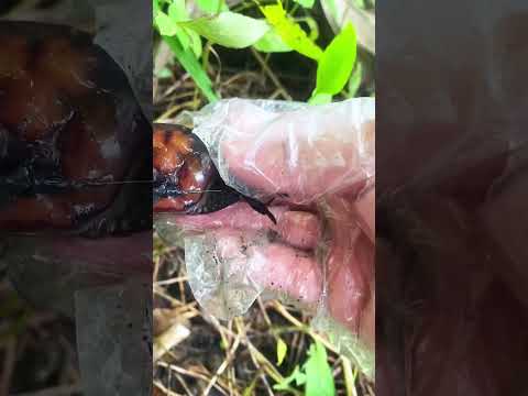 Mát trời kiếm con rắn hổ mang về nấu mẻ #câucá #fishing #đồngquê #vlog