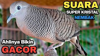 Perkutut Lokal Gacor Suara Paling Ampuh Untuk Pancingan Burung Perkutut Agar Bunyi.