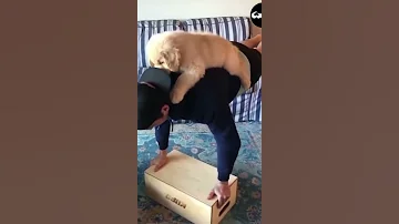 Dog Does Pushups 